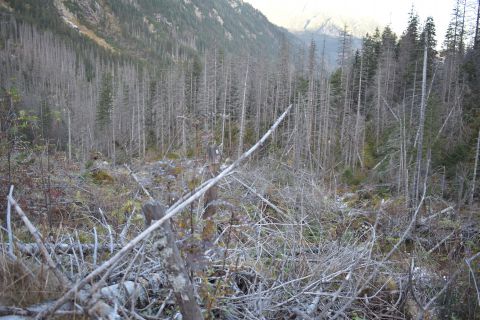 Podkôrniková kalamita, ktorú lesníci nemôžu spracovať v Bielovodskej doline