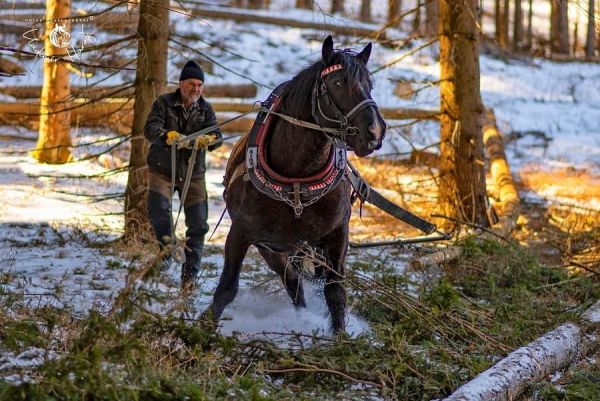 Ján Fabian pracuje v lese s norikmi muránskeho typu už takmer 30 rokov 
