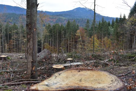 Spracovanie kalamity v Národnom parku Bavorský les na jeseň 2019