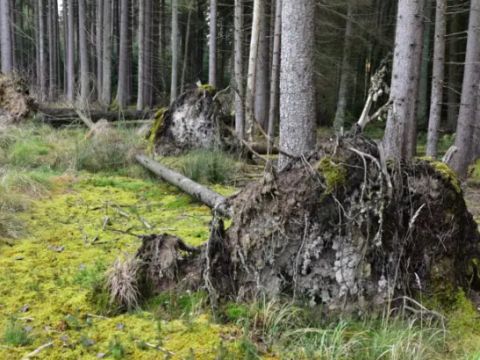 Zdroj: Internetová stránka VÚLHM 