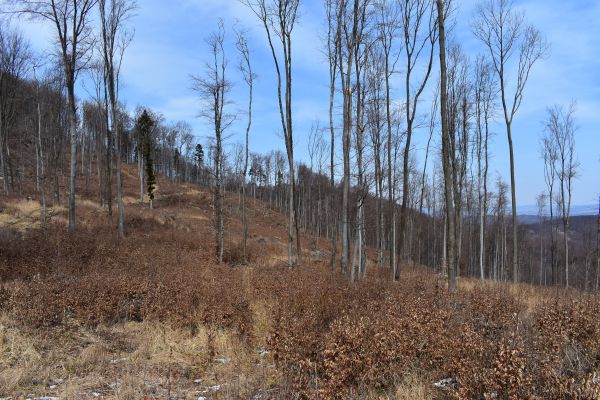 Ilustračn&eacute; foto Jozef Marko