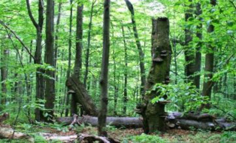 Karpatské bukové pralesy sú európskejšie