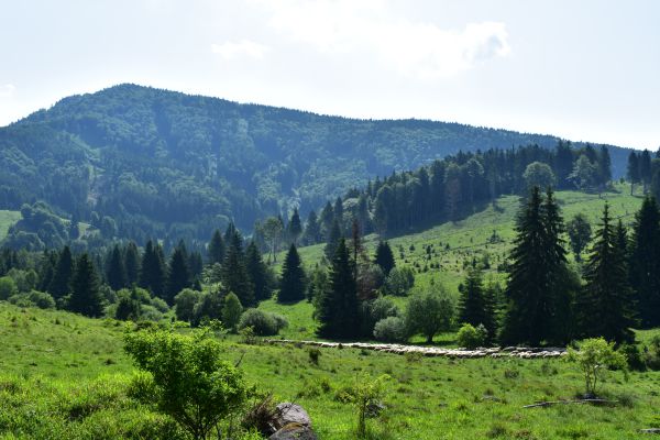 Na území CHKO Poľana sa pohybujú desiatky medveďov, pasúce sa ovce pred nimi chránia veľké psy