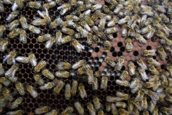 Ilustračné foto: archív Lesmedium.sk 