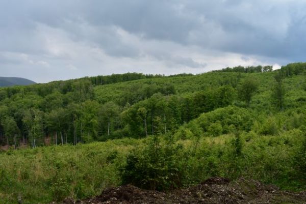 Odborne a starostlivo obhospodarované bučiny v Mestských lesoch Košice 