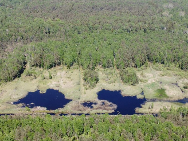 Prírodná rezervácia Borkovická blata 