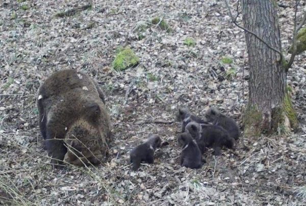 Medvedica s medvieďatami 