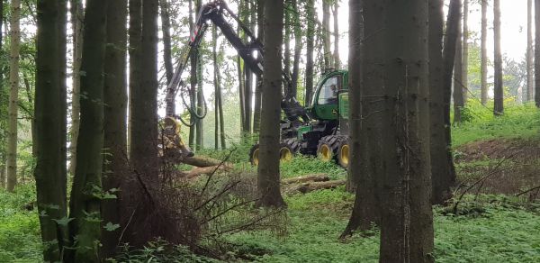 Harvestor okamžite spracoiváva lykožrútmi napadnuté stromy