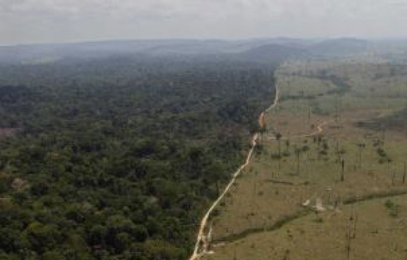 Svetové pralesy rýchlo miznú