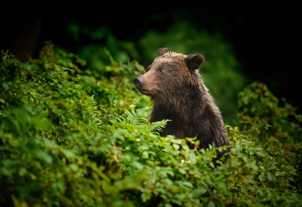 Ilustračné foto: Miroslav Ondruš 