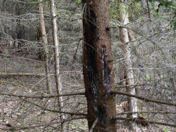 Ilustračné foto: Jozef Marko 