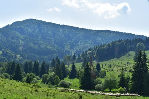 Horské lúky na Poľane s čriedami oviec