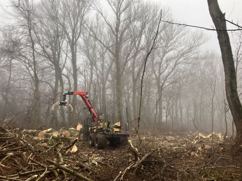 Výrub v CHVÚ Kráľová 