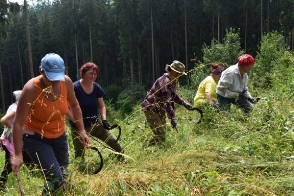 Ťažká práca pri vyžínaní buriny okolo sadeníc v Urbári Veličná na Orave