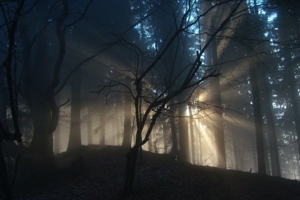 Ilustračn&eacute; foto: arch&iacute;v Lesmedium.sk