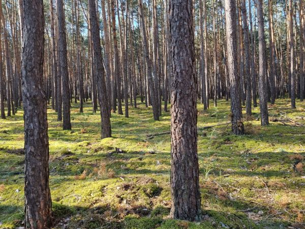 Ilustračné foto: Ing. Róbert Gombárik 