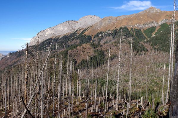 Pohľad z NPR Javorová dolina na NPR Belianske Tatry