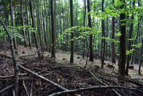 Zvyšky po ťažbe ponechané v poraste v Gelnických lesoch