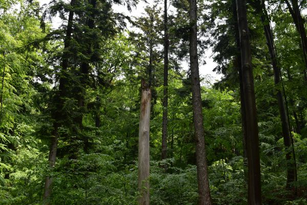 B&uacute;tľav&yacute; such&aacute;r ponechan&yacute; pre dutinov&yacute;ch hniezdičov Petrom &Scaron;i&scaron;kom na Lesnej spr&aacute;ve Črmel