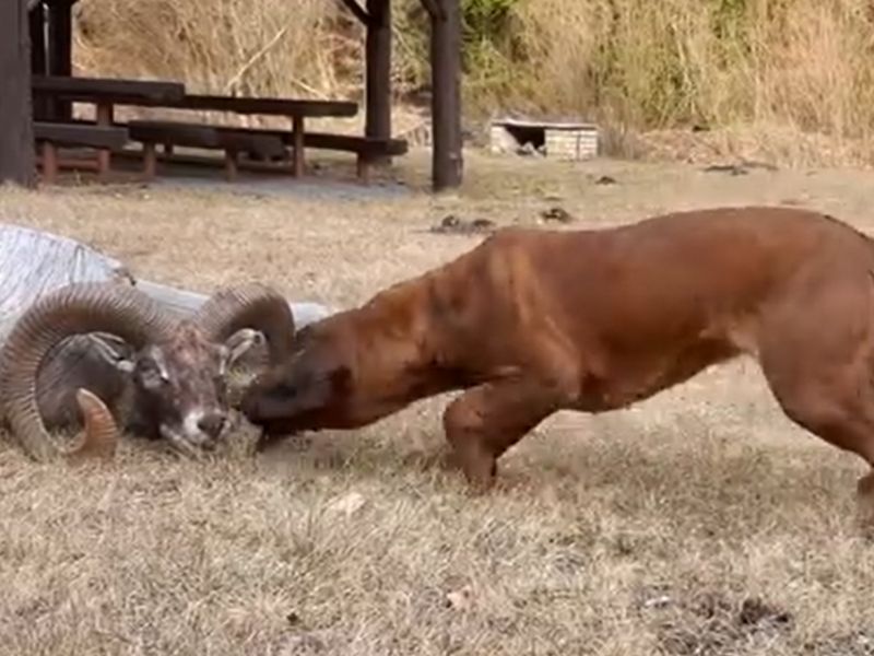 Silva Devana hlási trofej barana 