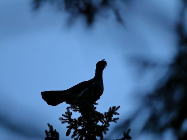 Hluch&aacute;ň h&ocirc;rny 