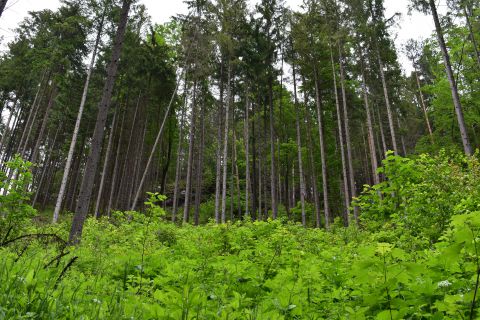 Štát obmedzuje vlastníkov lesov, ale neplatí im načas. Plánovaný bezzásah ich nároky dramaticky zvýši. Čo bude potom...?
