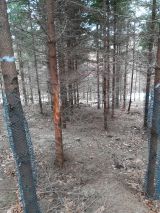 Obaľovanie cieľov&yacute;ch a n&aacute;dejn&yacute;ch stromov