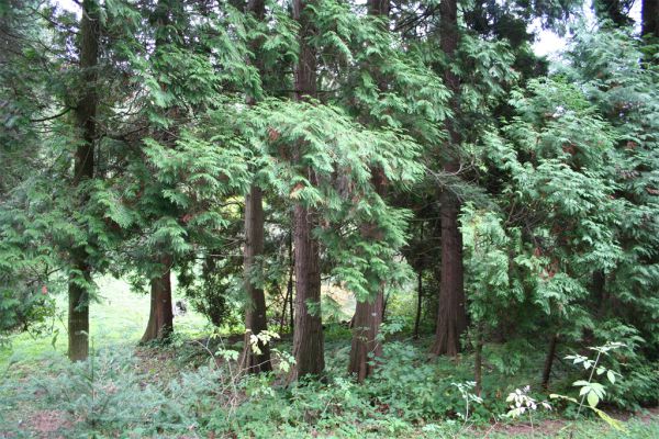 Tip na výlet: Lesnícke arborétum Kysihýbel