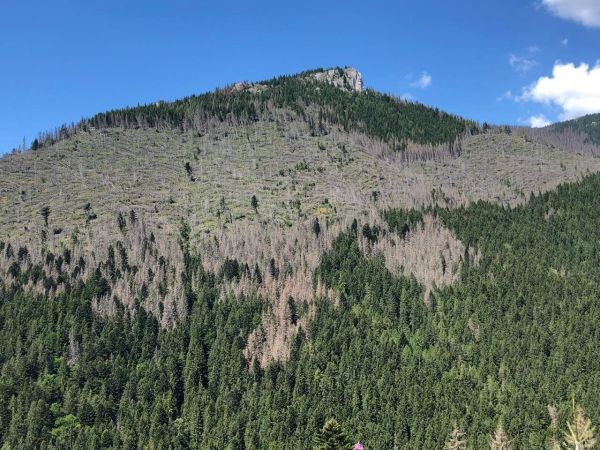 Hospodárske lesy zničené lykožrútom vo vlastníctve Urbáru Bobrovec, v ktorých zakázali ochranári zasahovať