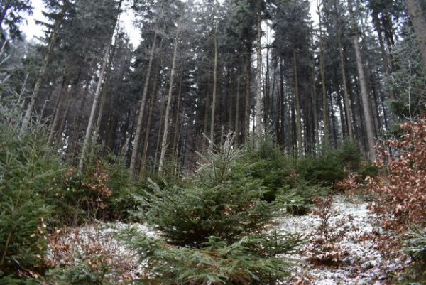 Takto obnovujú porasty v Javorníkoch štátni lesníci z Považskej Bystrice - citlivo a v spolupráci s prírodou 