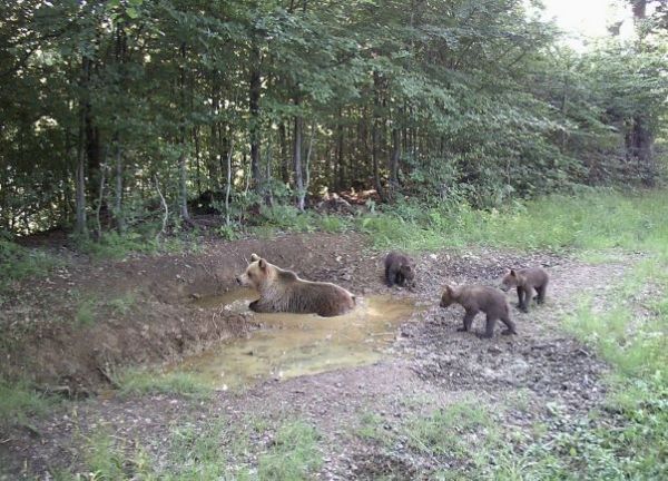 Ilustračn&eacute; foto: arch&iacute;v LES a Letokruhy 