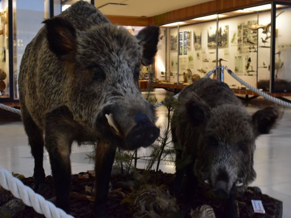 Ilustračné foto: Jozef Marko 