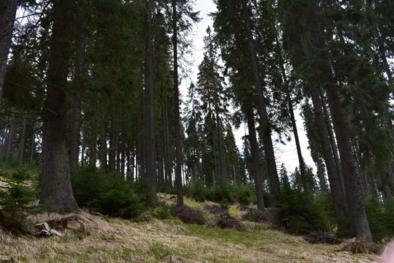 Lesníkmi aktívne obhospodarované smrečiny v Národnom parku Muránska planina, ktoré ochranári zaradili do bezzásahu