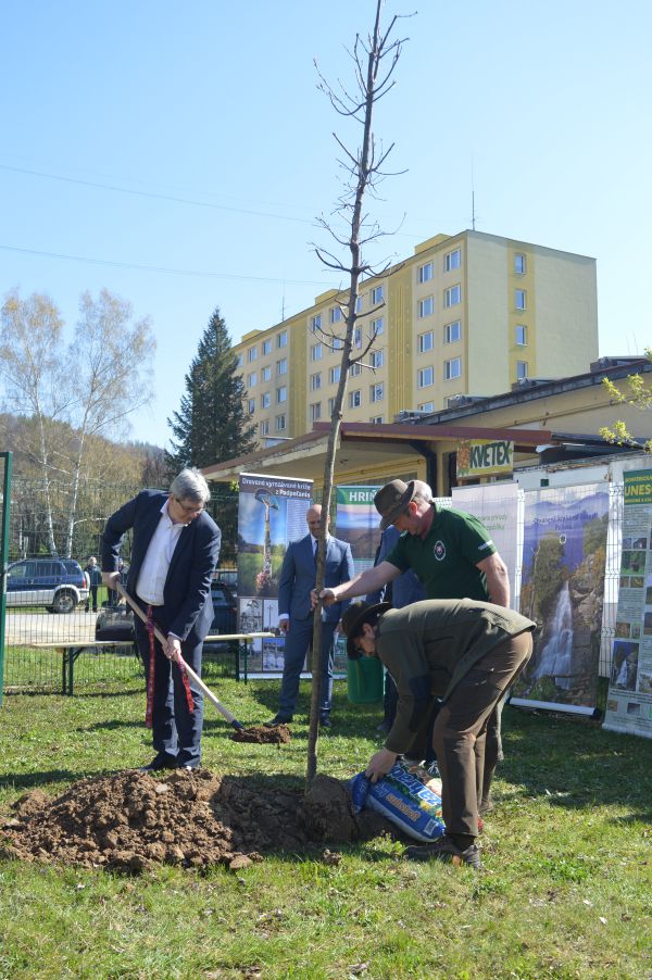 Zasadenie prvého zo stovky stromov v Hriňovej