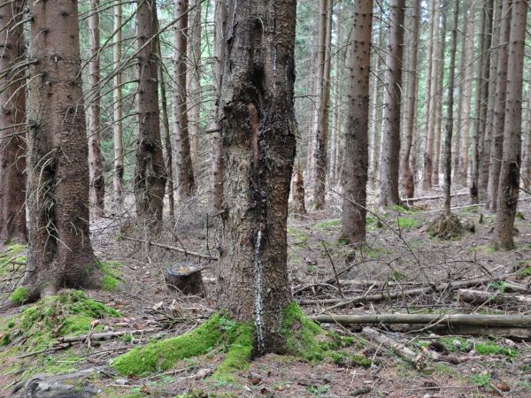 Škody ohryzom a lúpaním 