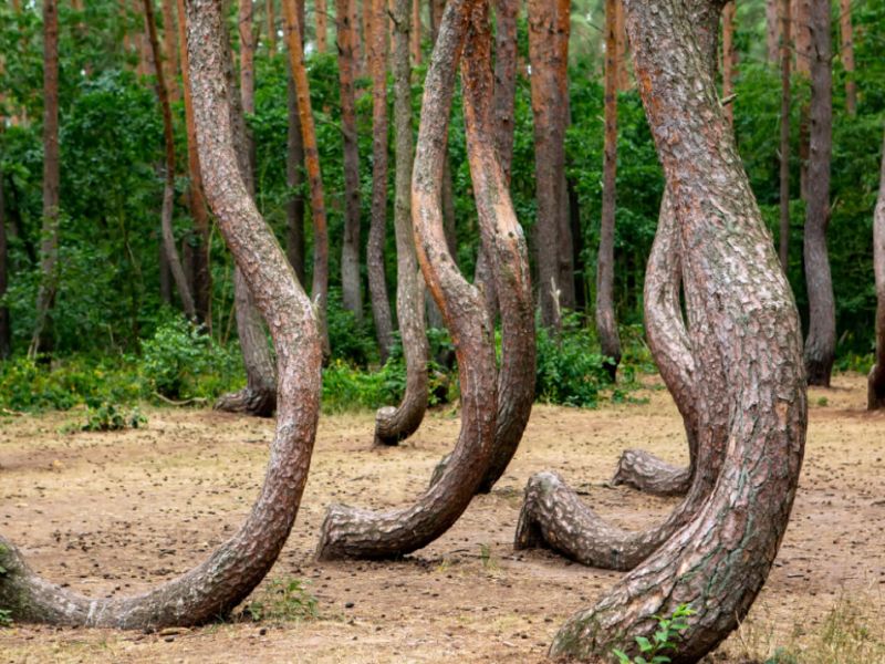 Krivý les v Poľsku 