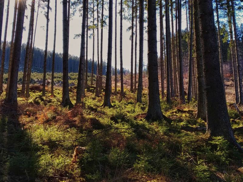 Ilustračné foto: archív Lesmedium.sk 