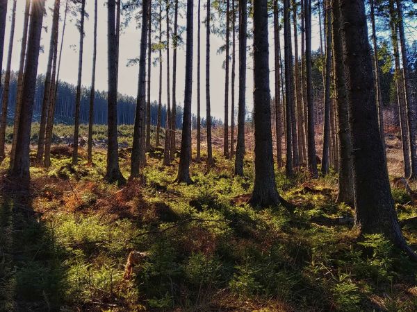 Ilustračné foto: archív Lesmedium.sk 