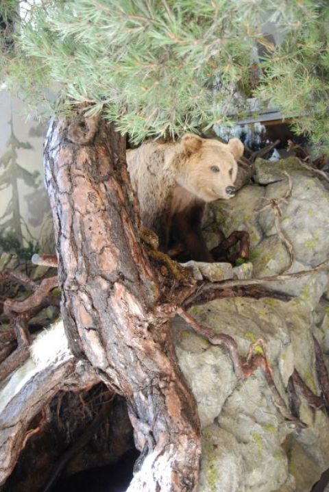 Medvedí brloh v Múzeu TANAP-u