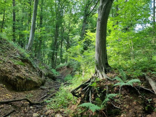 Zdroj: FB profil Ing. R&oacute;berta Gomb&aacute;rika 