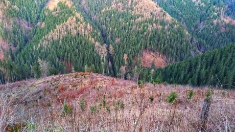 Kalamitné plochy v lokalite Kráľova Javorinka, obnovené štátnymi lesníkmi 