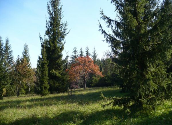 Arborétum Borová hora vo Zvolene 