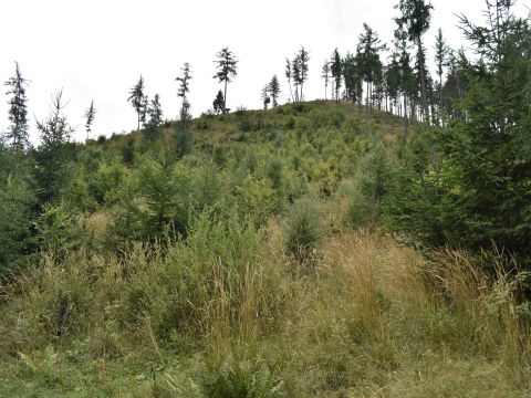 Obnovené kalamitné plochy