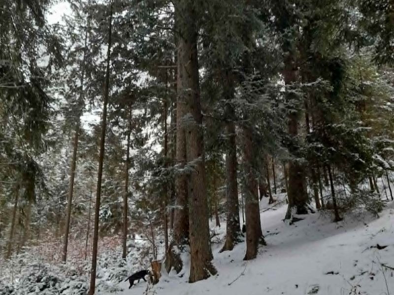 Poznámka: Obavy, ako bude po novom fungovať lesná hospodárska evidencia, rýchlo opadli. Práca v programe ide ľahko