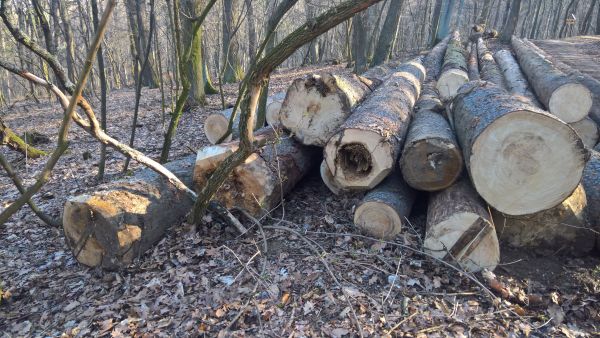 Ozn&aacute;menie o z&aacute;mere &bdquo;Predaja drevnej hmoty na odvoznom mieste&ldquo;