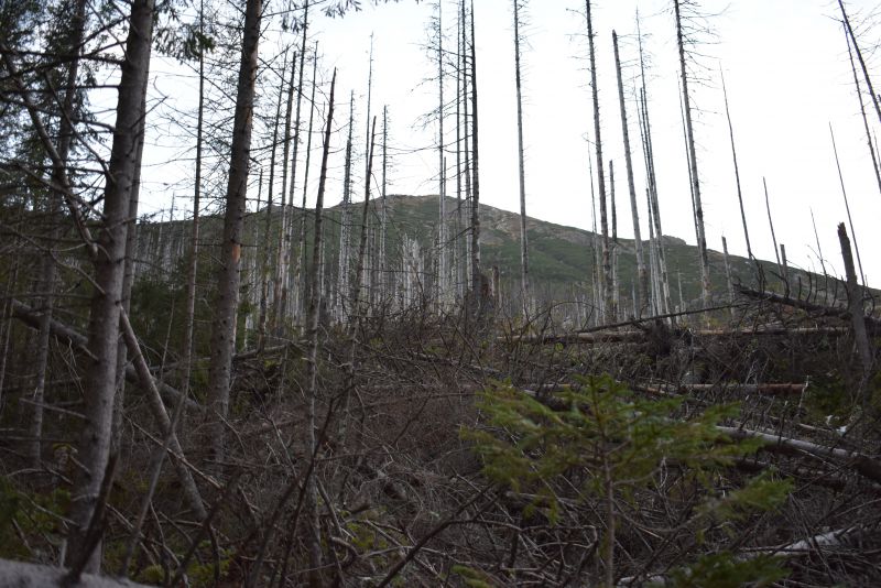 Ukážka rezignácie na boj s podkôrnikovou kalamitou, nadiktovanej lesníkom ochranármi v Tatranskom národnom parku 