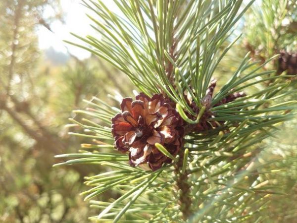 Ilustračn&eacute; foto: arch&iacute;v Lesmedium.sk