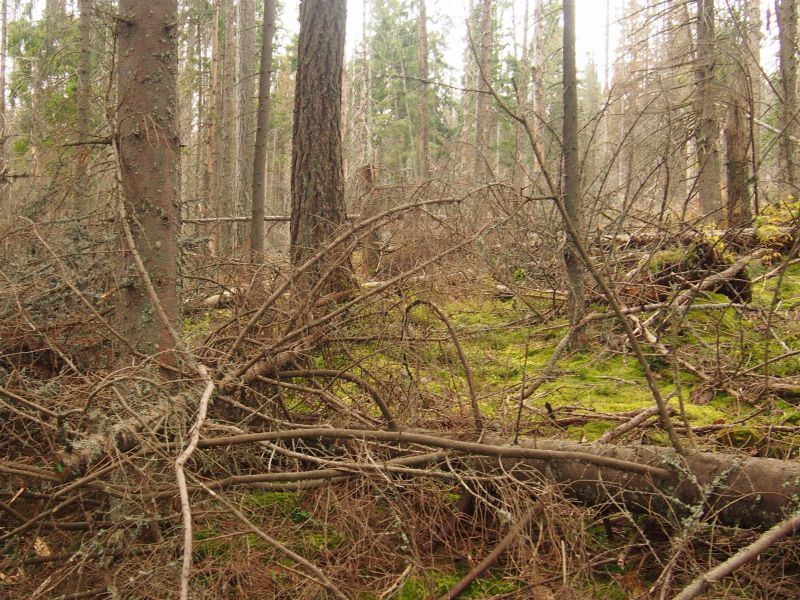 Ilustračné foto: Ing. Ivan Šoltys