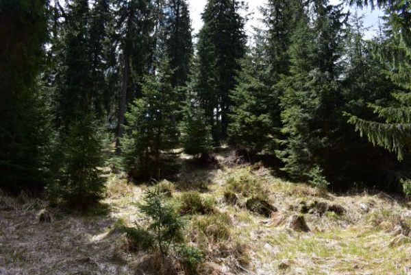 Ukážka ideálneho biotopu hlucháňa hôrneho v lesoch obhospodarovaných lesníkmi na Muránskej planine