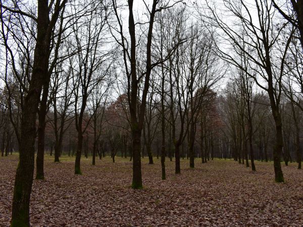 Semenný sad kokošovského duba 